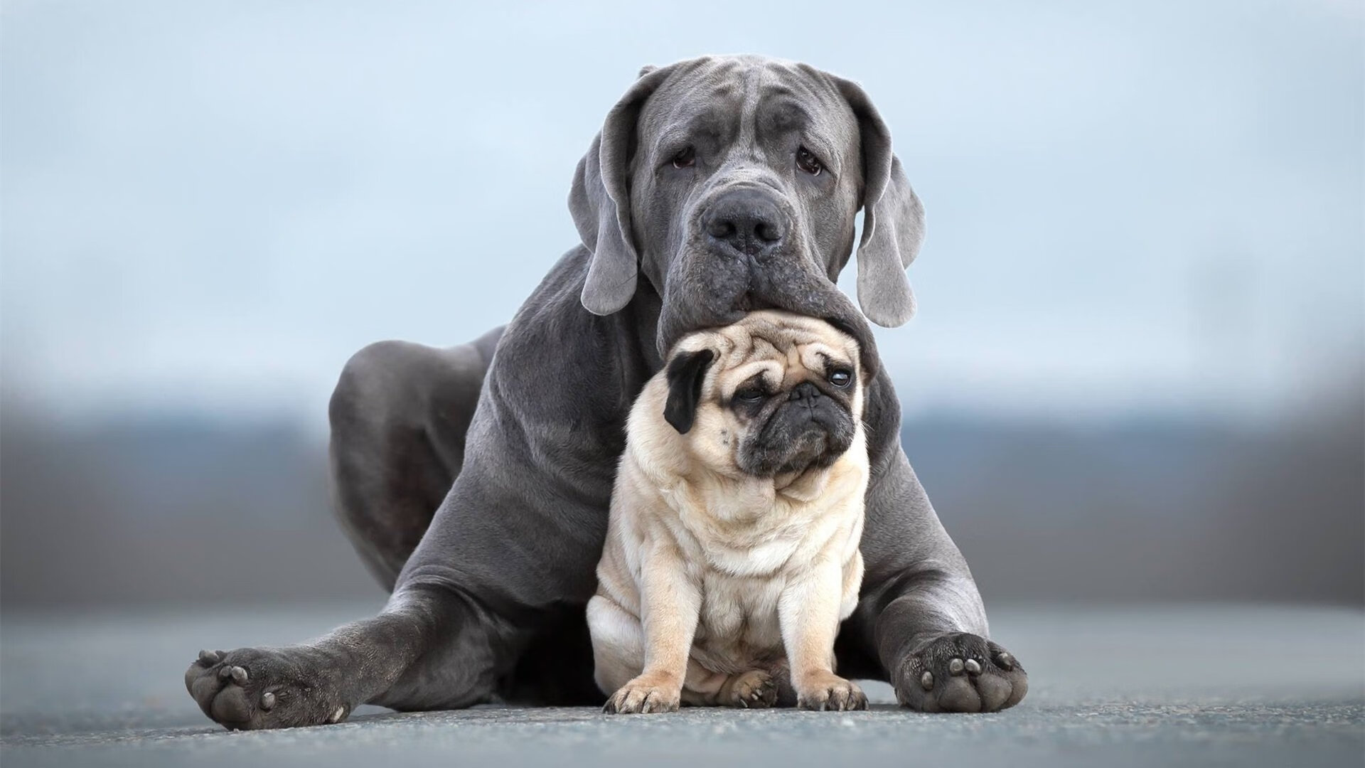《电竞IP孵化:打造长青作品的关键路径》,电竞ip衍生品