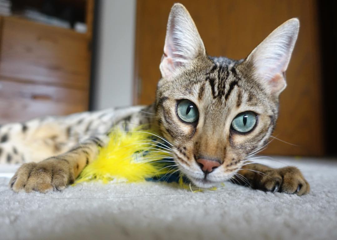 【长青传奇】奥沙利文:坚持训练的日常与心态调整,奥沙利文训练视频