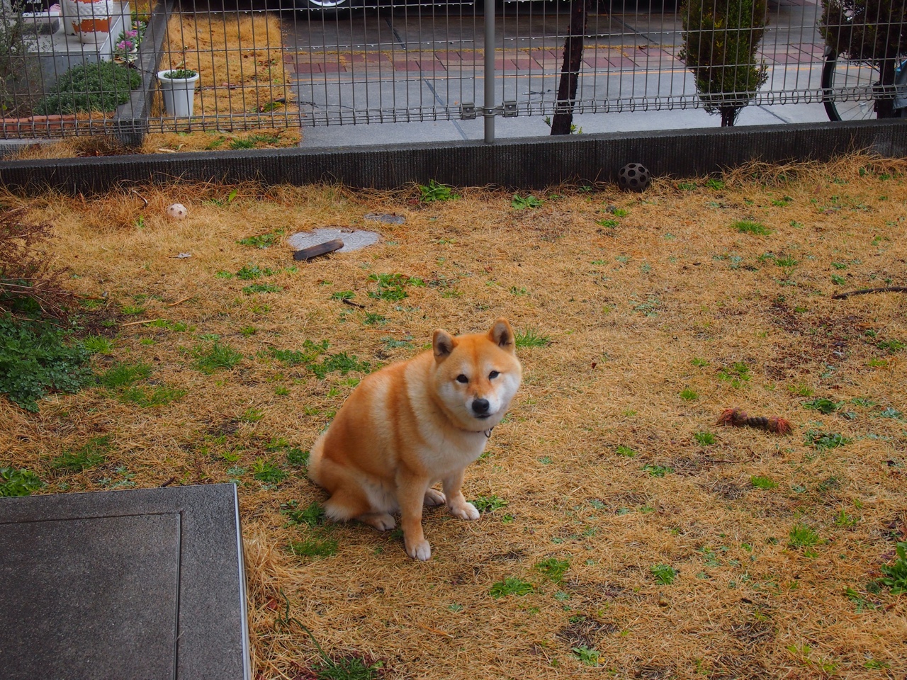 今年联盟中场得分最高的球员是谁？，联盟场均得分排名