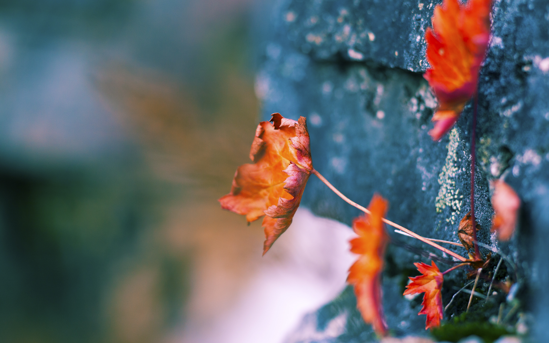 篮球俱乐部管理体系趋向专业化,篮球俱乐部的运营模式