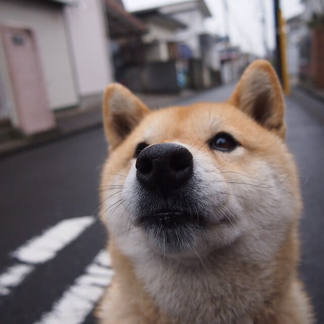 费城76人“新星”恩比德，争夺联盟得分王！，费城76人主力