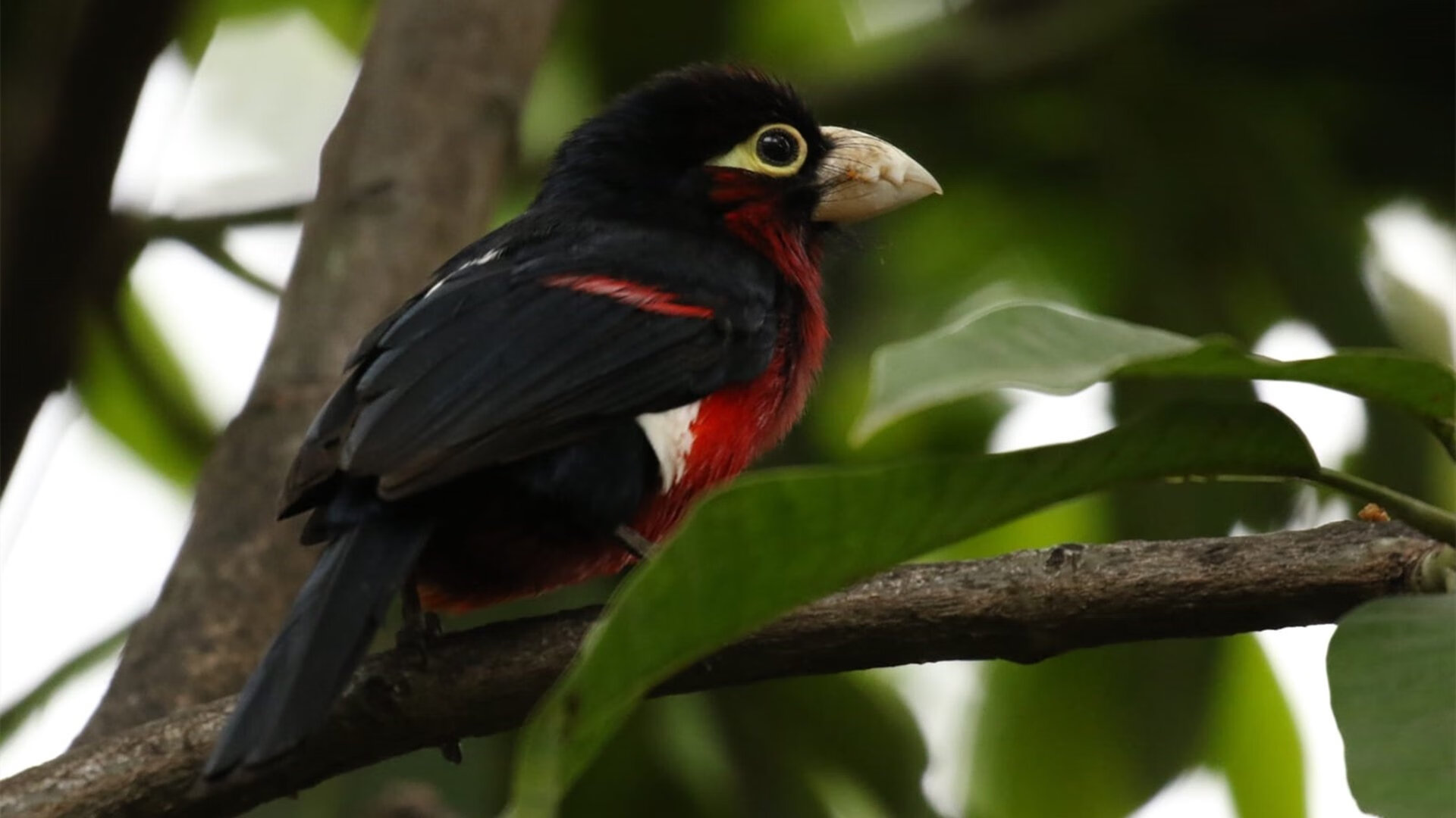 LCS选手训练强度曝光，lcs赛区有哪些队伍