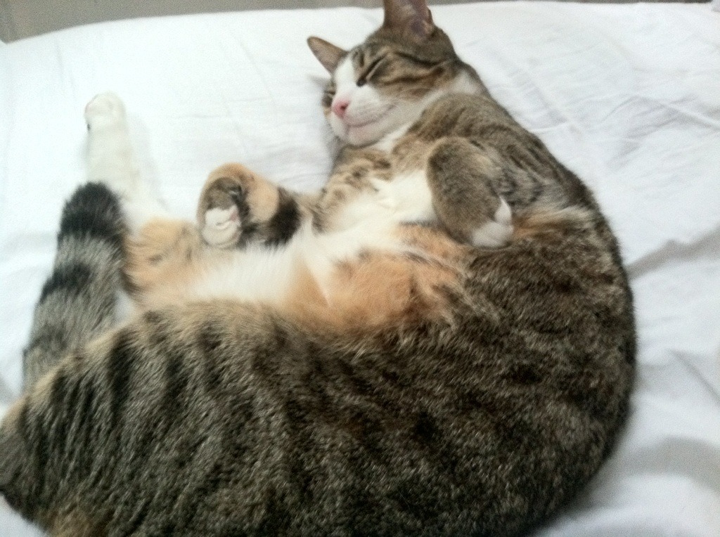 中国击剑队备战奥运会训练营启动,中国击剑队出征