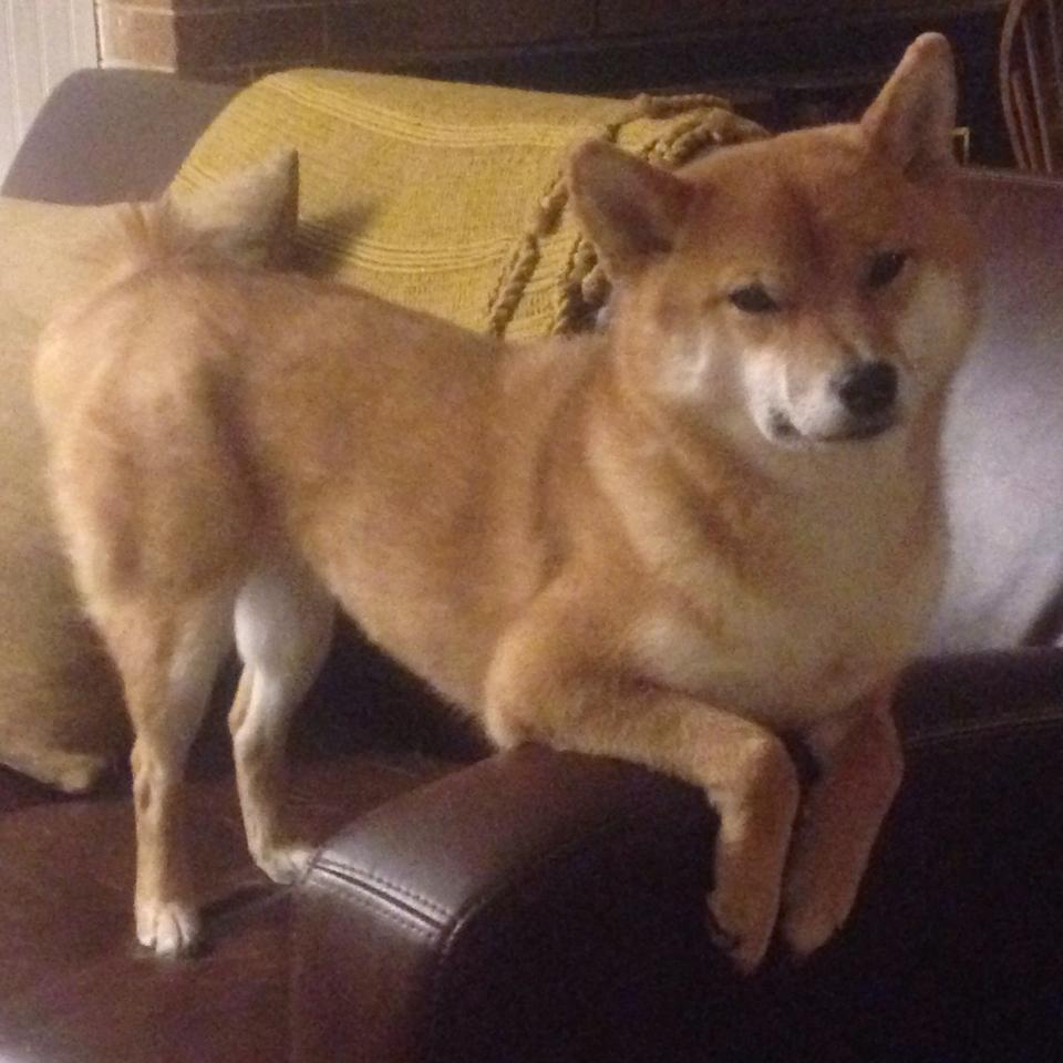 凯尔特人队替补球员表现抢眼,凯尔特人 队