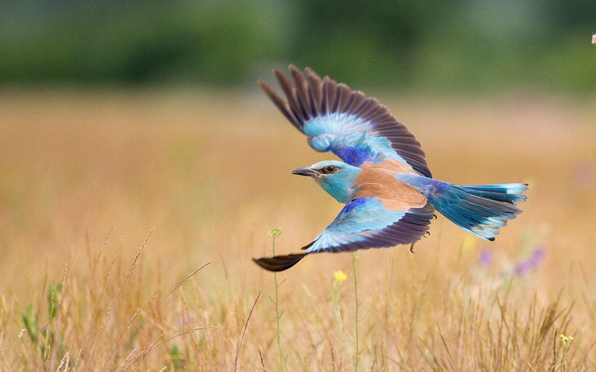 川崎前锋球员转会动态,川崎前锋 转会
