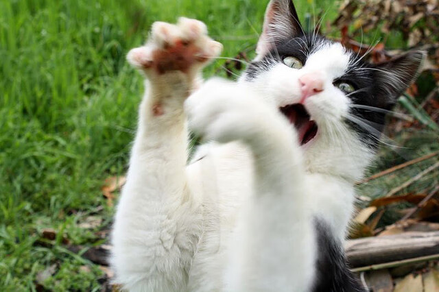 波鸿申请进入欧罗巴联赛,受到关注,波鸿申请进入欧罗巴联赛,受到关注了吗