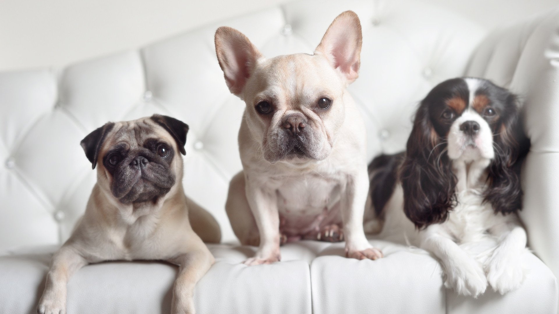 约基奇准三双掘金继续连胜,掘金官推晒约基奇训练照_控球中锋