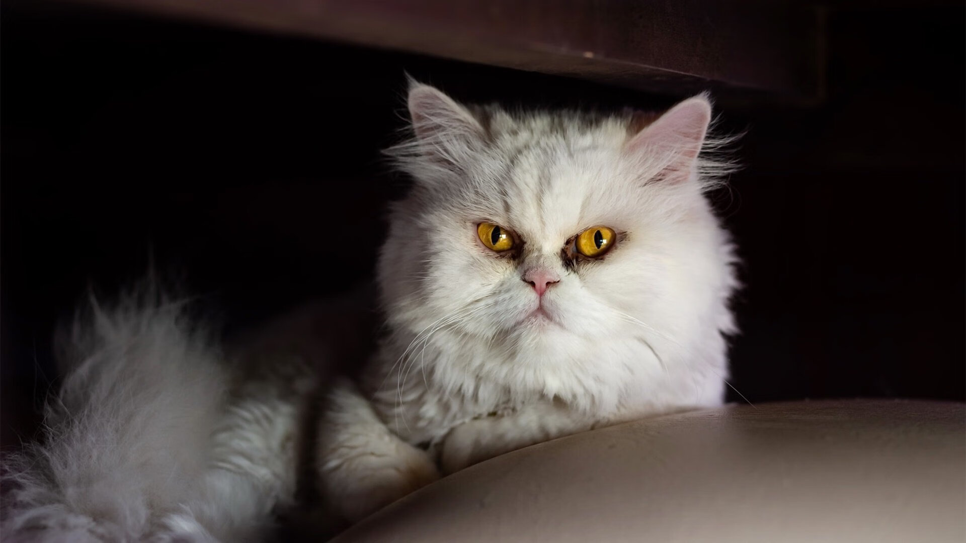 马竞大胜晋级,欧冠八强渐行渐近,欧冠冠军马竞