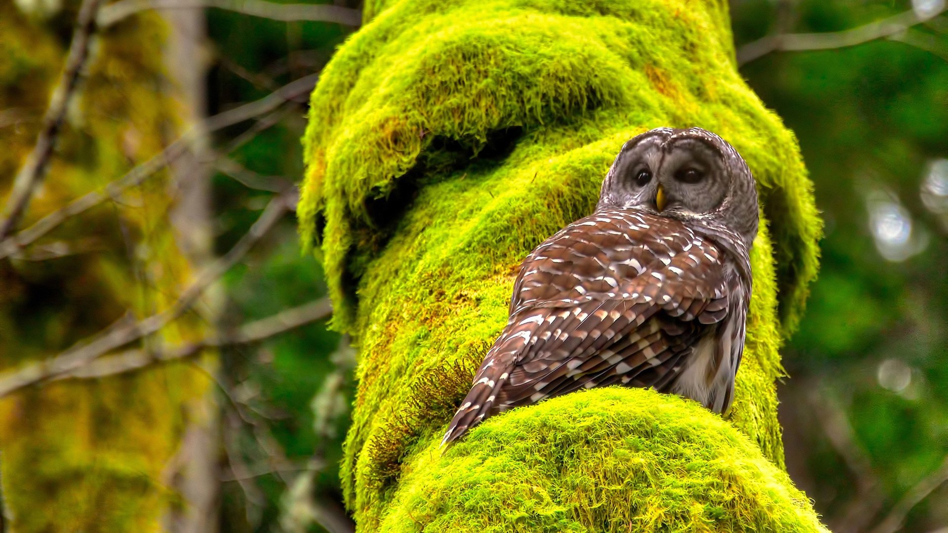 品牌建设营销策略,品牌建设与营销
