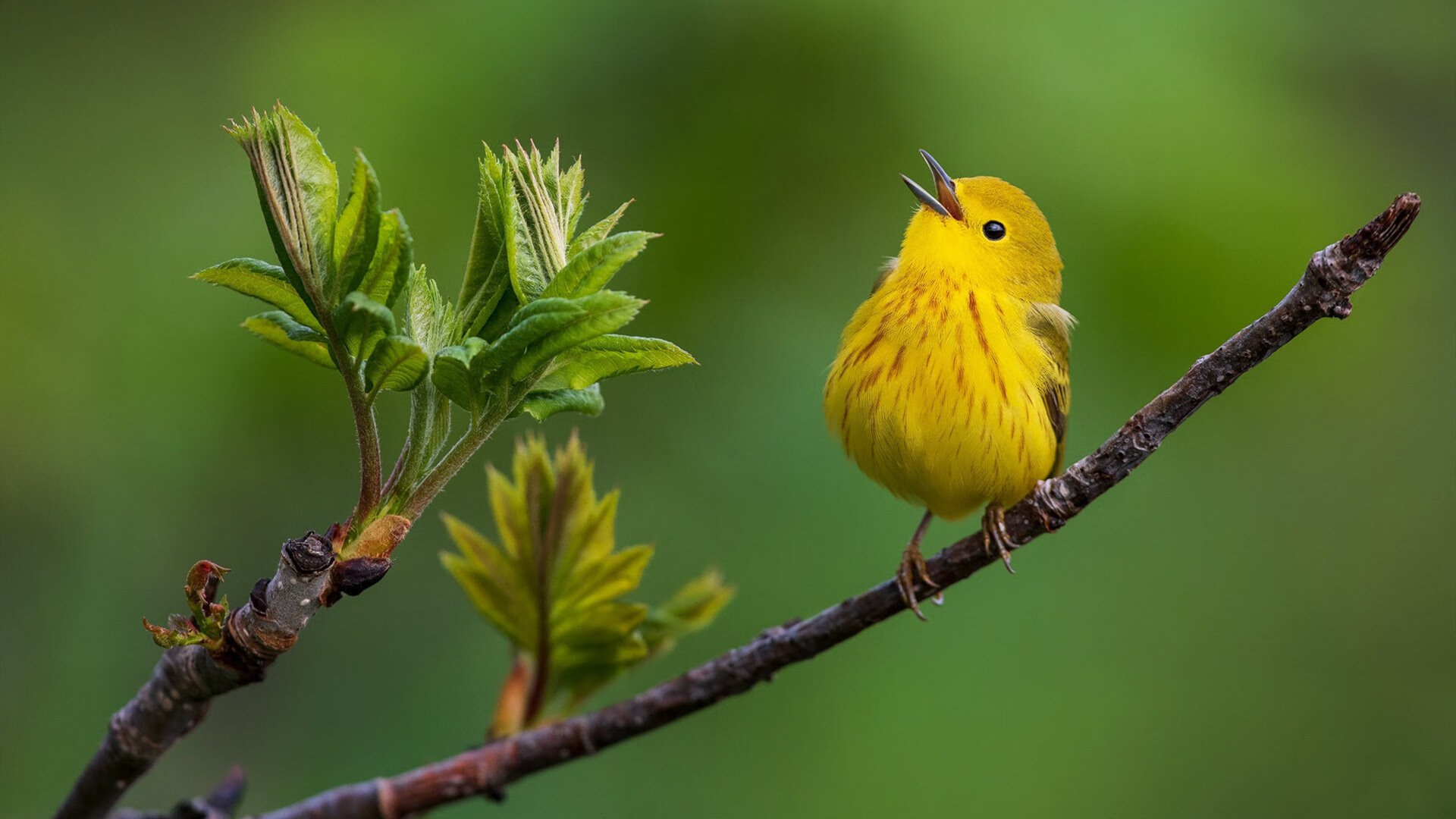 中国三人篮球女队关注细节训练打造体系，中国三人篮球女生