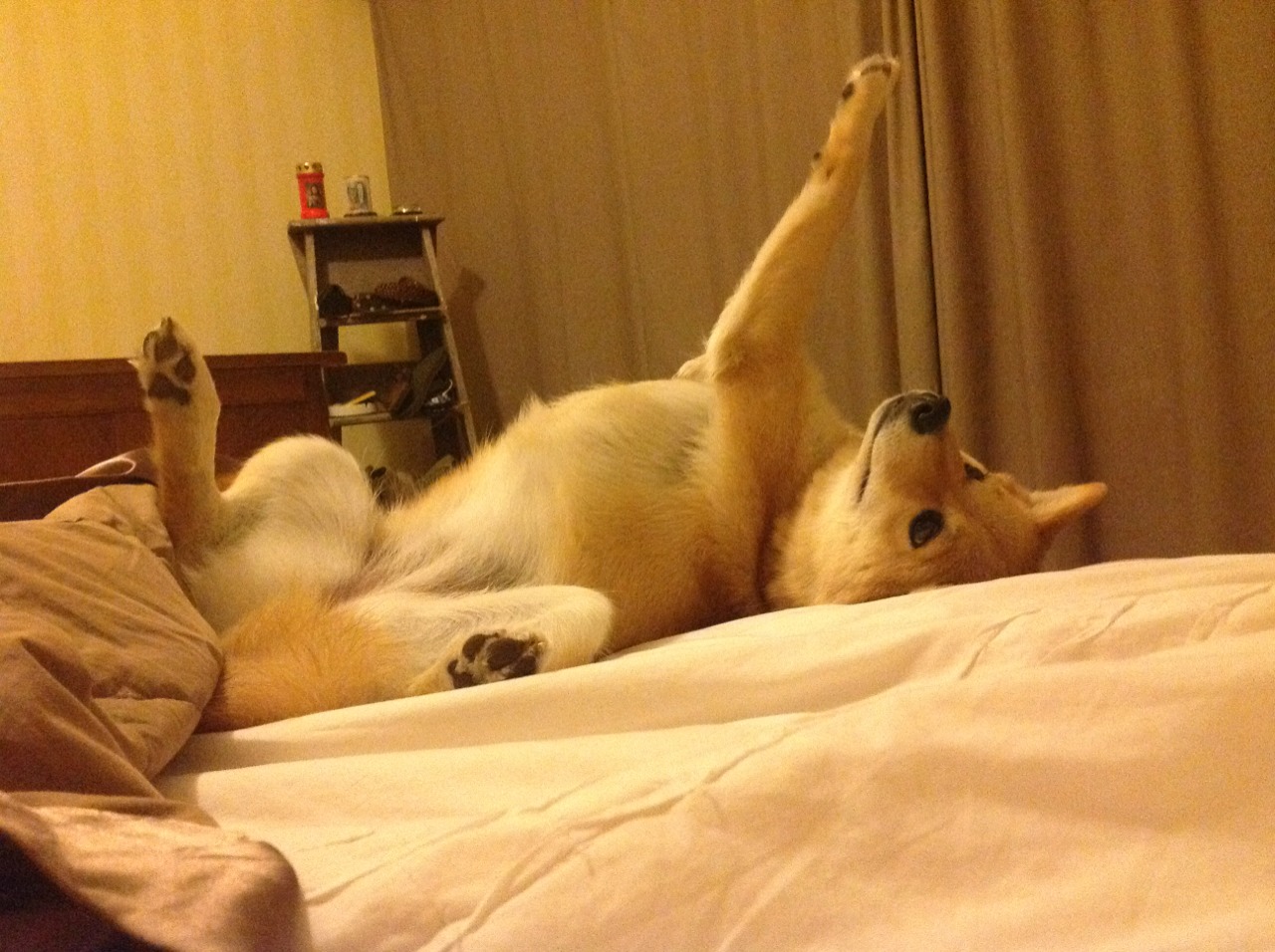 中国香港队赛制结构分析：如何调整策略应对团体赛的挑战，香港队再添一枚金牌