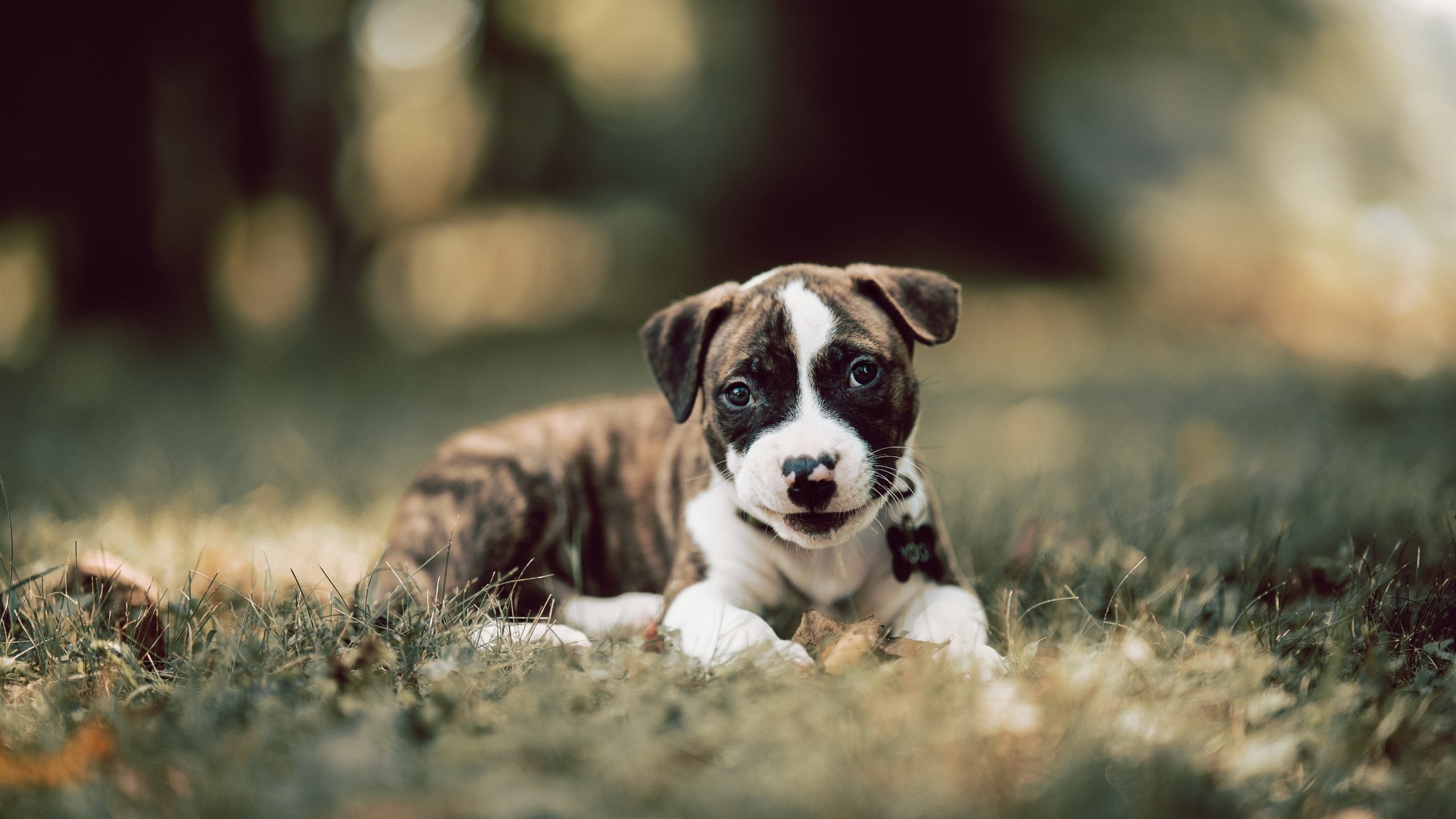 b体育平台-亚洲杯国家队战平 球迷理性看待比赛，亚洲杯足球国家