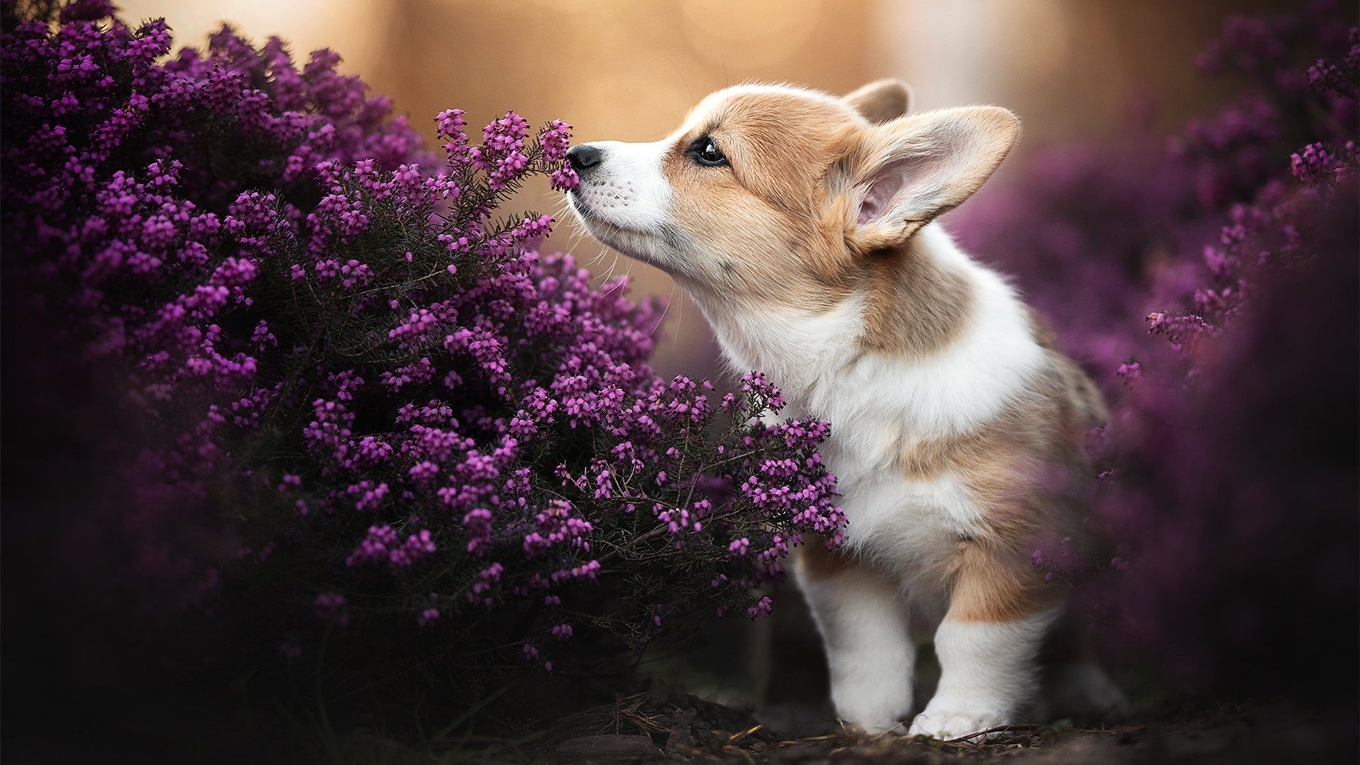 b体育(sports)官方网站-加拿大队未来之路：如何通过优化团队阵容与战术布局实现更好成绩