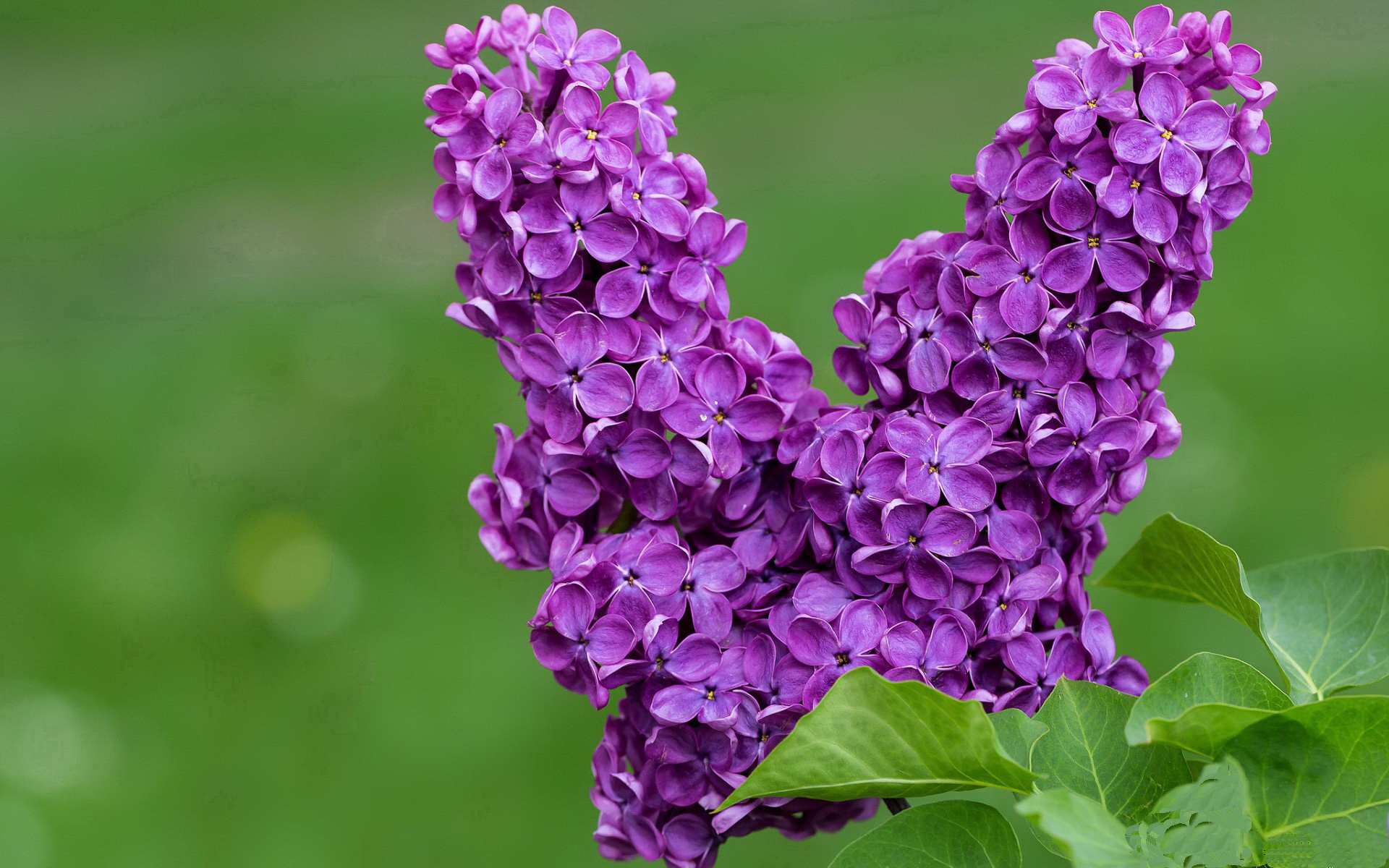 后防漏洞多次被对手利用，后防线是什么意思