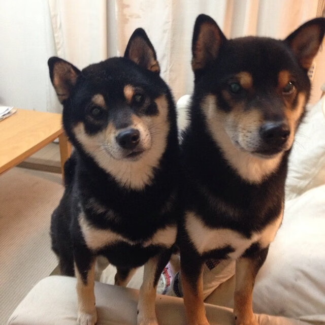 外教更替周期与俱乐部目标脱节