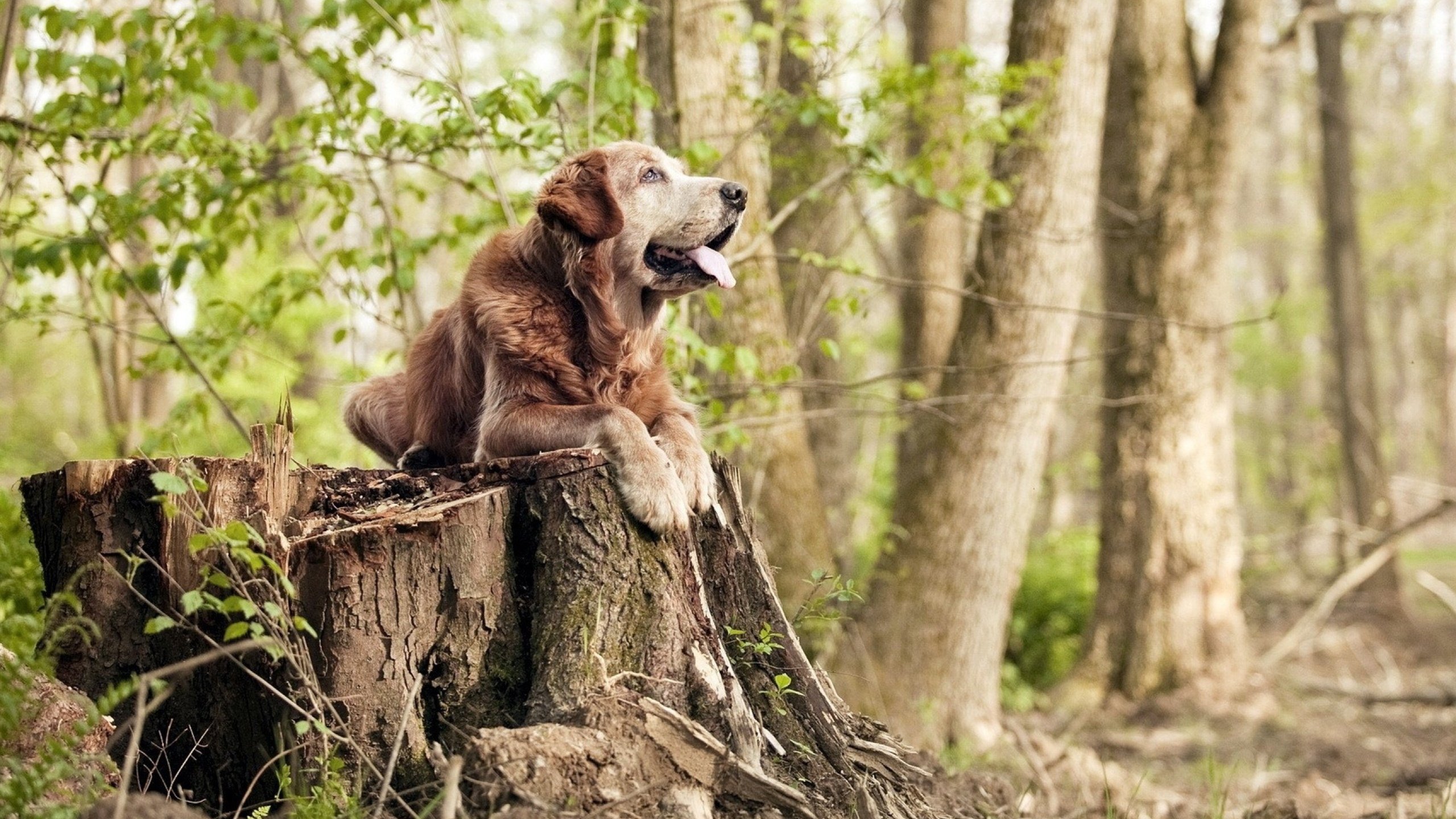 b体育直播-水球荷兰女队展现大赛气质，女子水球决赛荷兰