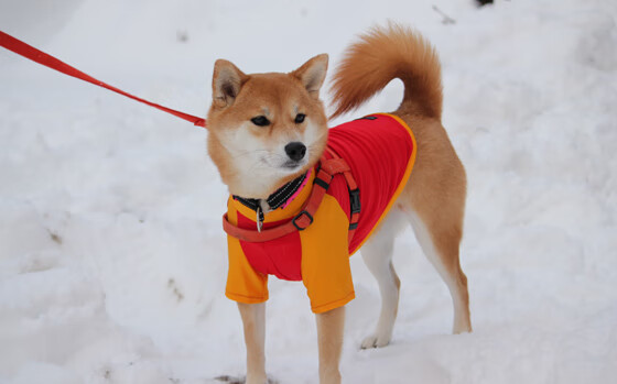 英超最后冲刺：逆境中坚韧不拔的拼搏精神，英超最后两轮分析