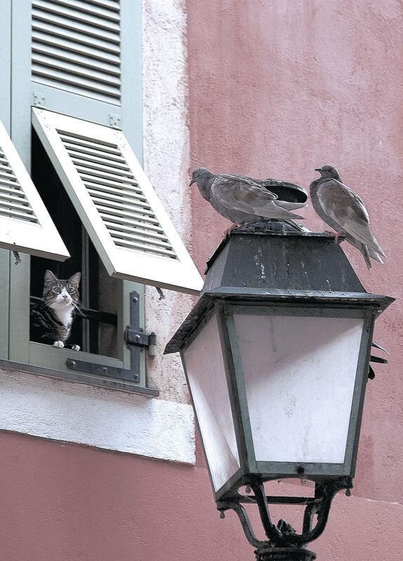 B体育中国内陆官方网站-赞比亚男篮在非洲预赛中拼搏不断，迈步迈向更高巅峰，赞比亚篮球运动员