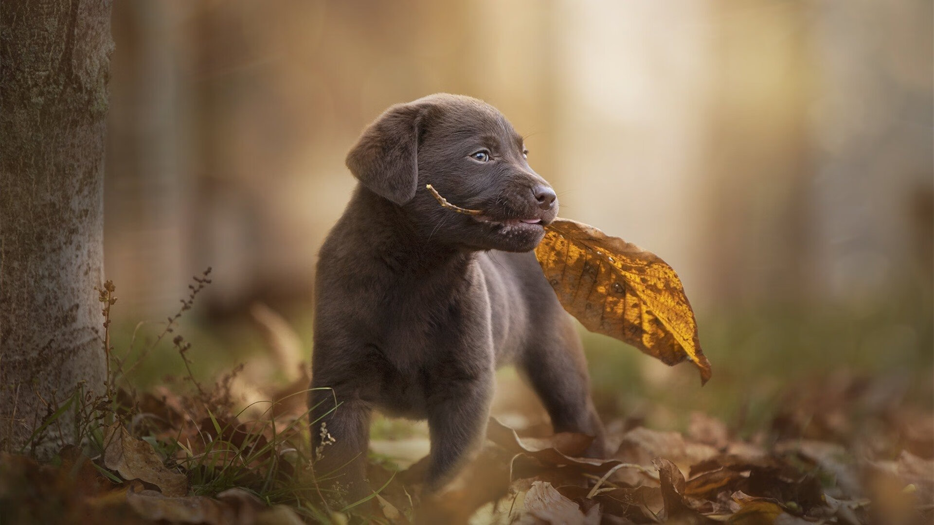 B体育下载-防守阵形紧凑，有效遏制对手进攻，防守技术_防守对手