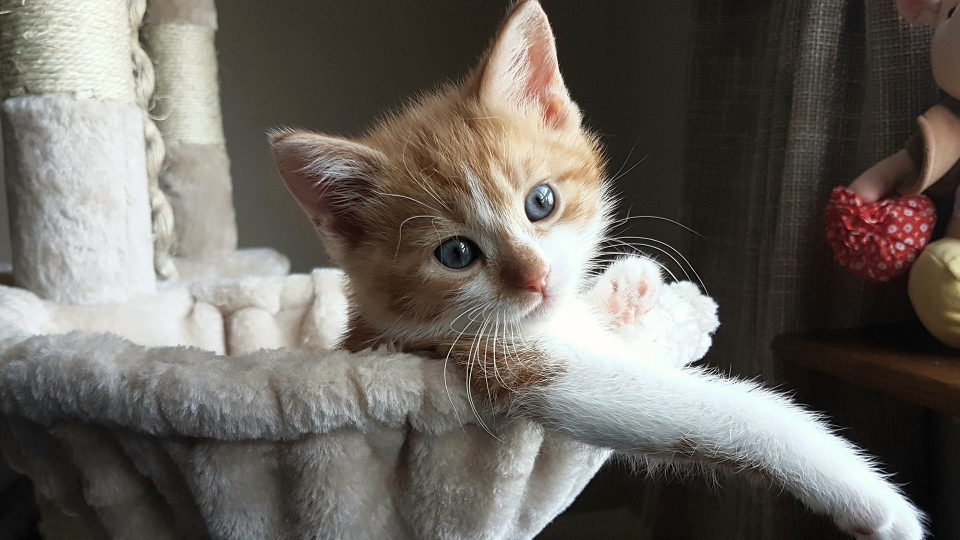 阿莱克西首次闯入蝶泳世界前三,阿莱克西亚·阿西福特